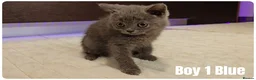 Scottish Fold cats for sale: Scottish Fold & Scottish Straight Kittens  🐾 - Advert 28