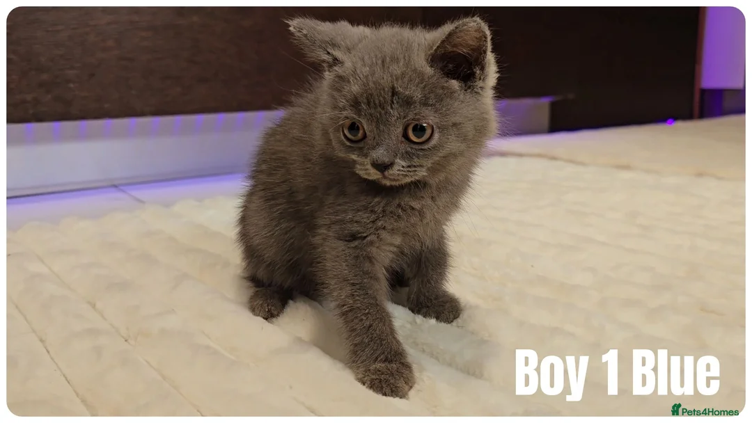 Scottish Fold cats for sale: Scottish Fold & Scottish Straight Kittens  🐾 - Advert 28
