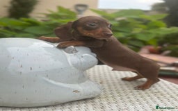 Dachshund dogs for sale: Stunning miniature dachshund pups  - Image 2