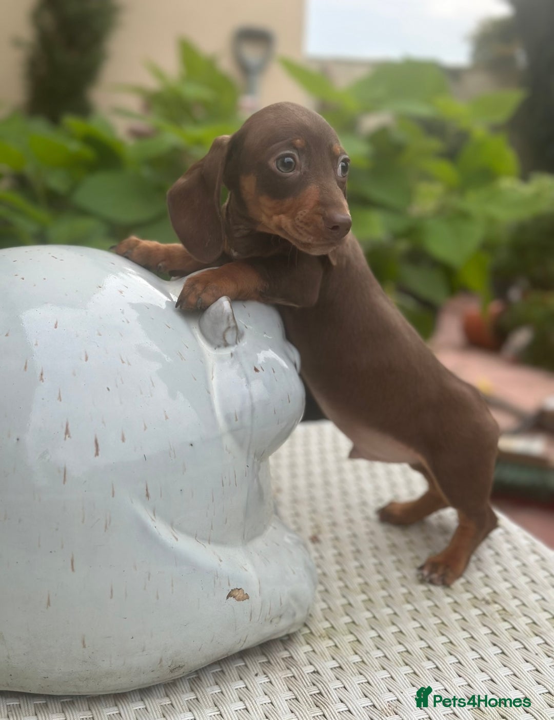 Dachshund dogs for sale: Stunning miniature dachshund pups  - Image 2