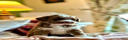 Australian Labradoodle dogs for sale: Health Tested Multigen Australian Double Doodles - Advert 4