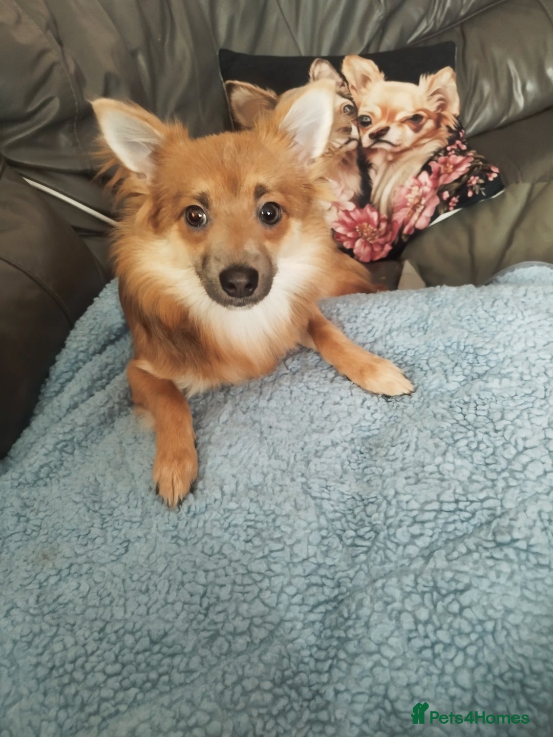 Mixed Breed dogs for sale: spitz pom cross - Advert 3