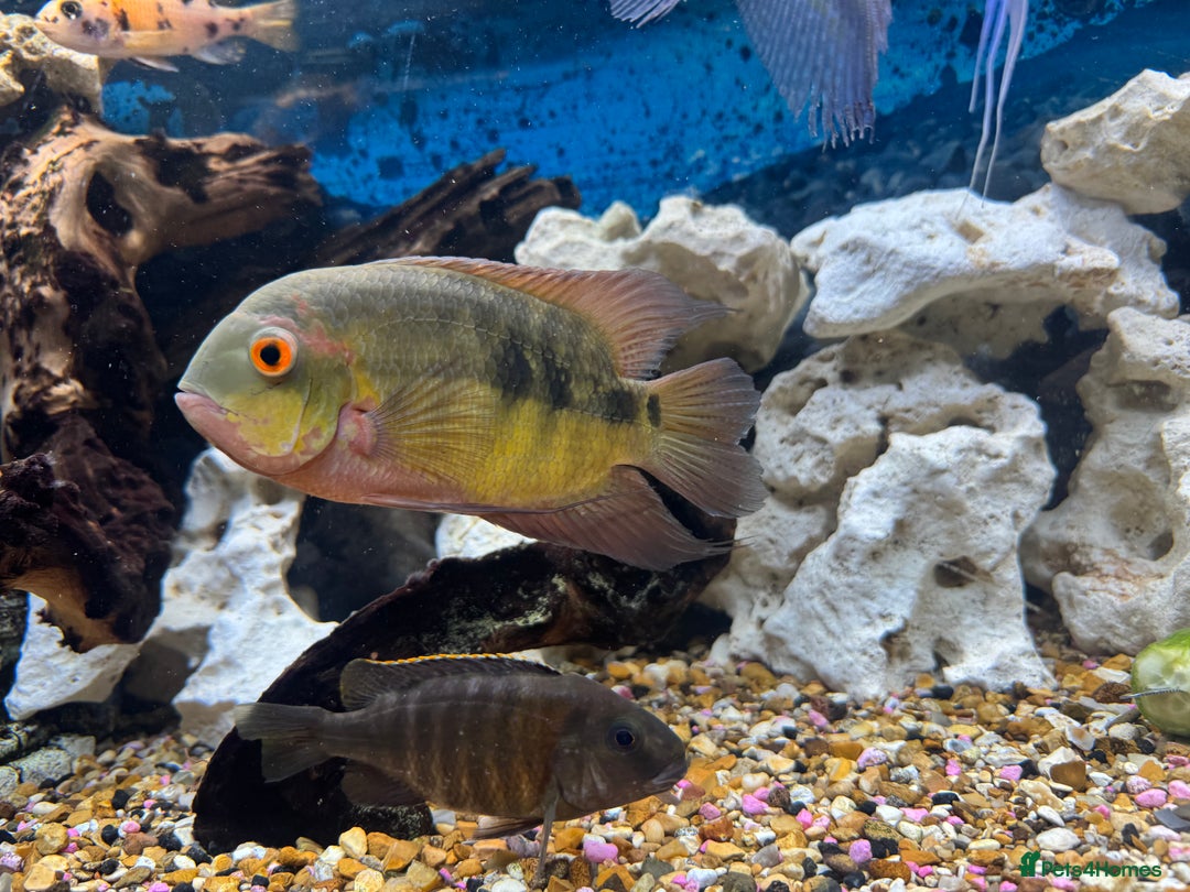 Cichlids fish for sale: Chocolate Chiclids  - Image 2
