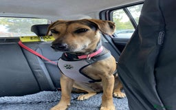 Mixed Breed dogs for adoption: Mavis – Almost 5 years old, female, hound mix - Advert 10