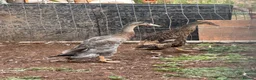 Ducks poultry for sale: Indian runner, brown hens, Emden geese,call ducks  - Advert 5