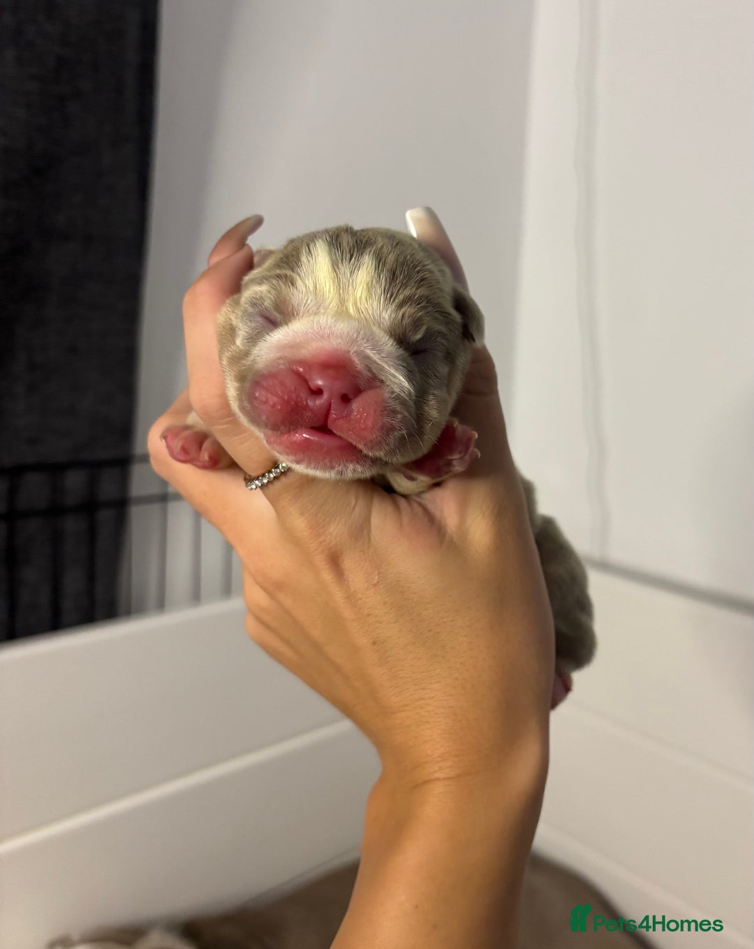 English Bulldog dogs for sale: Only one male left! Ready on the 27th of October  - Image 12
