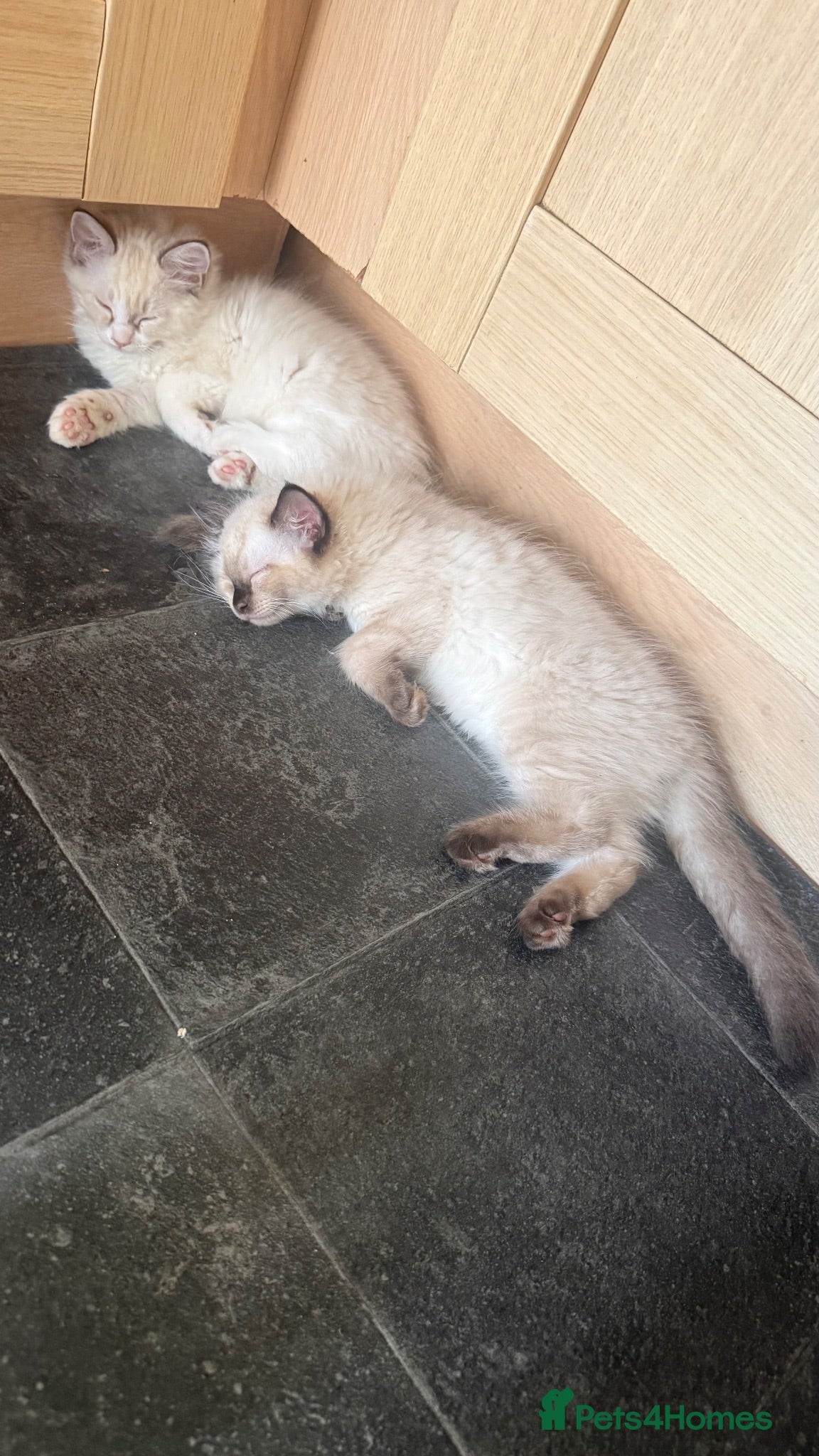 Ragdoll cats 5 males , 2 females  - Advert 1