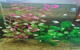 Cichlids fish for sale: Platinum polar parrot cichlids babies  - Image 6