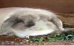 Mini Lop rabbits for sale: Beautiful mini lops - Image 2