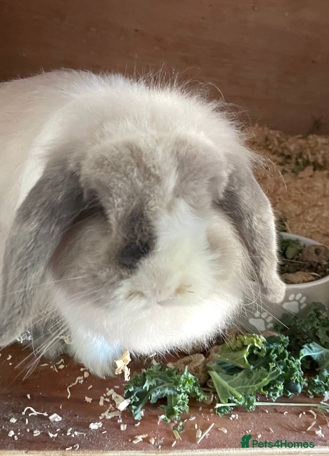 Mini Lop rabbits for sale: Beautiful mini lops - Image 2