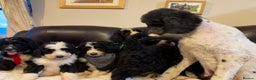 Bernedoodle dogs for sale: F1 Standard Bernerdoodles - Advert 21