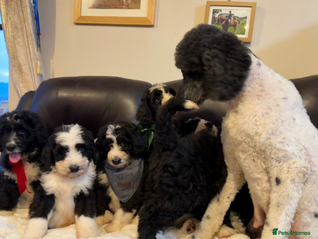 Bernedoodle dogs for sale: F1 Standard Bernerdoodles - Advert 21