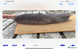 Guinea Pig rodents for sale: Swiss sows and boars  - Image 17