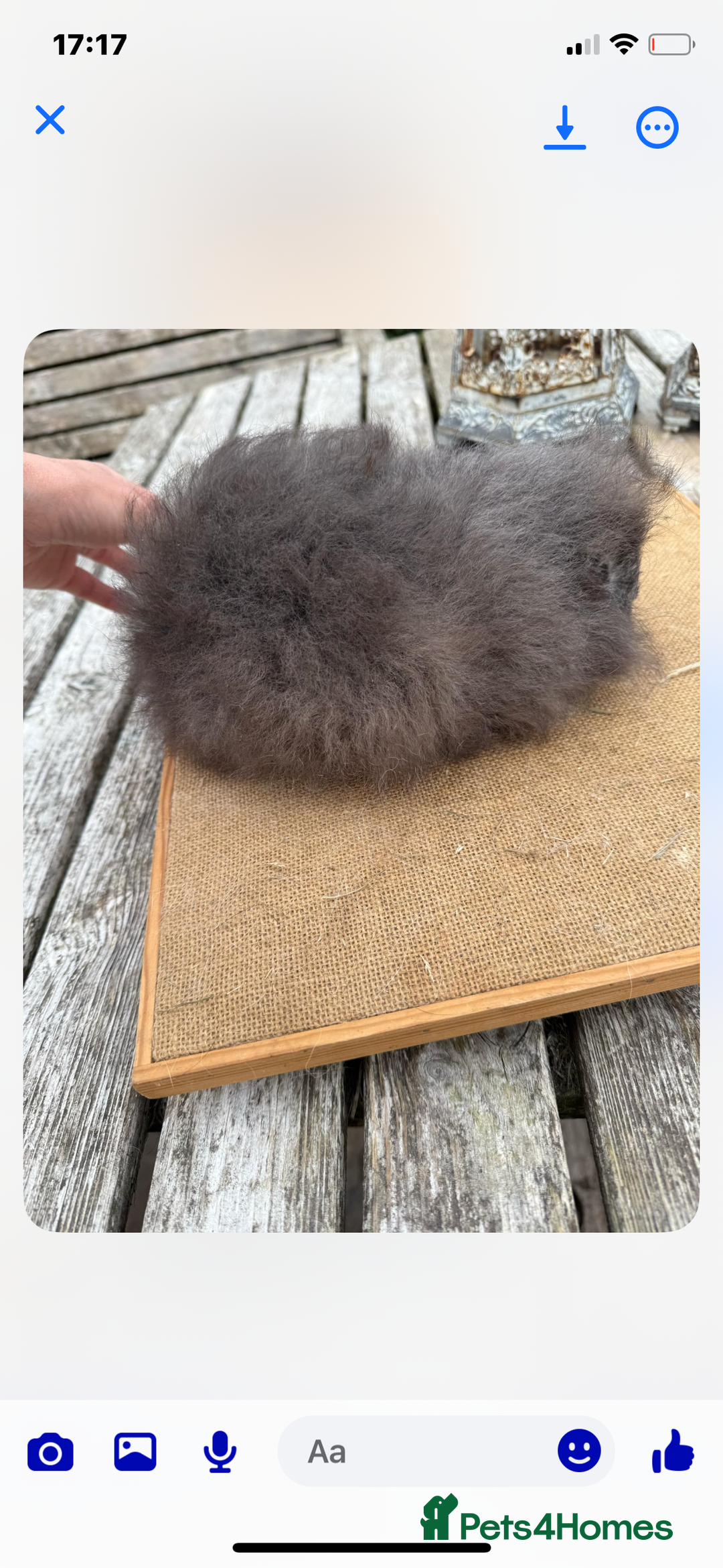 Guinea Pig rodents for sale: Swiss sows and boars  - Image 17