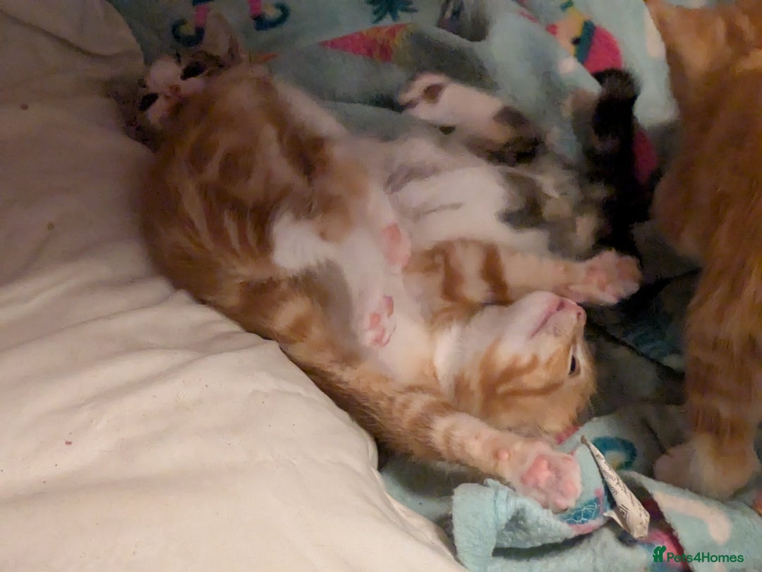 Mixed Breed cats for sale: Mixed breed maine coon  - Image 13