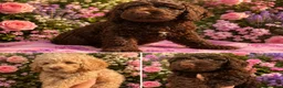 Cockapoo dogs for sale: ⭐️Outstanding F1B health tested⭐️ - Advert 1