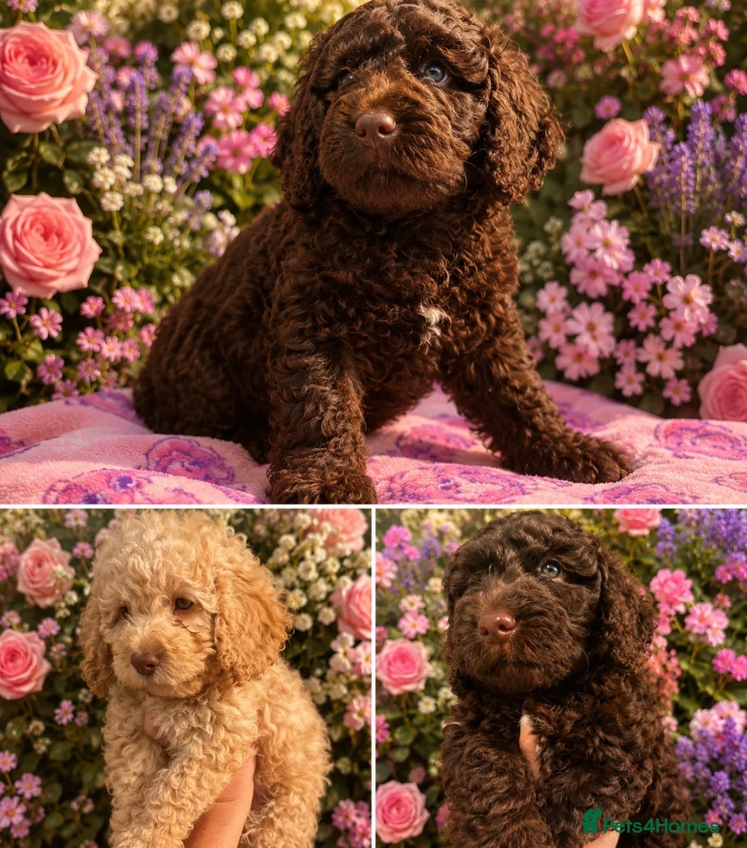 Cockapoo dogs for sale: ⭐️Outstanding F1B health tested⭐️ - Advert 1