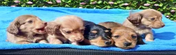 Miniature Dachshund dogs for sale: STUNNING MINI LONG HAIR KC REG PRA CLEAR - Advert 9