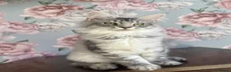 Maine Coon cats for sale: TICA Maine Coon Kittens - Advert 5