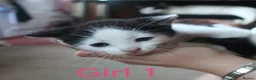 Mixed Breed cats for sale: 🩵🩷 Gorgeous little kittens 🩷🩵  - Advert 9