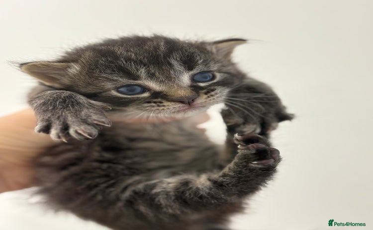 Domestic Shorthair cats - Advert 1