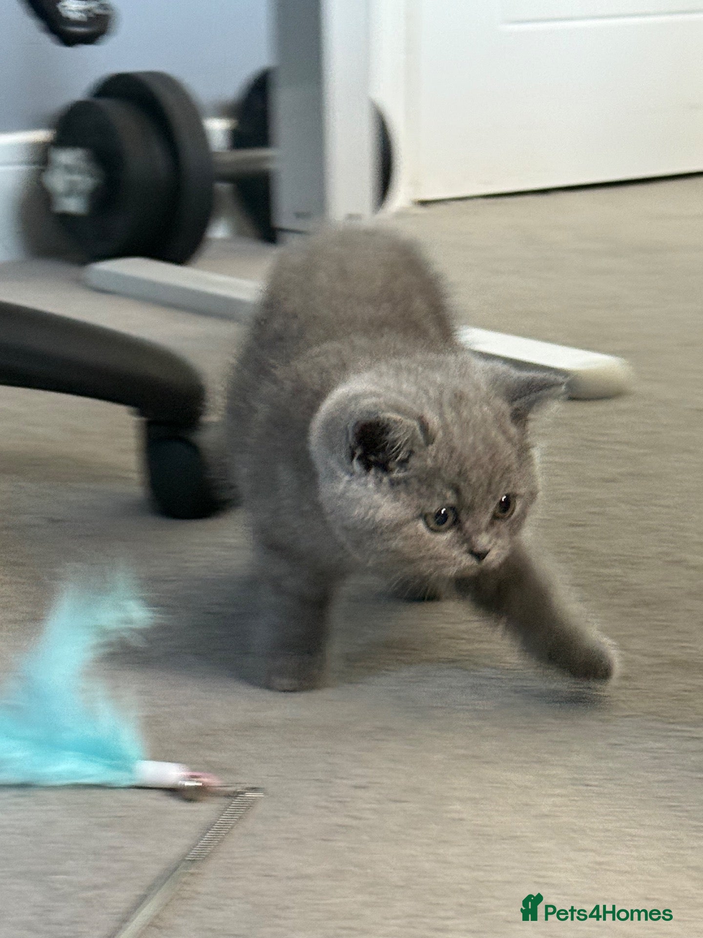 British Shorthair cats Gorgeous British Short Hair - Advert 2