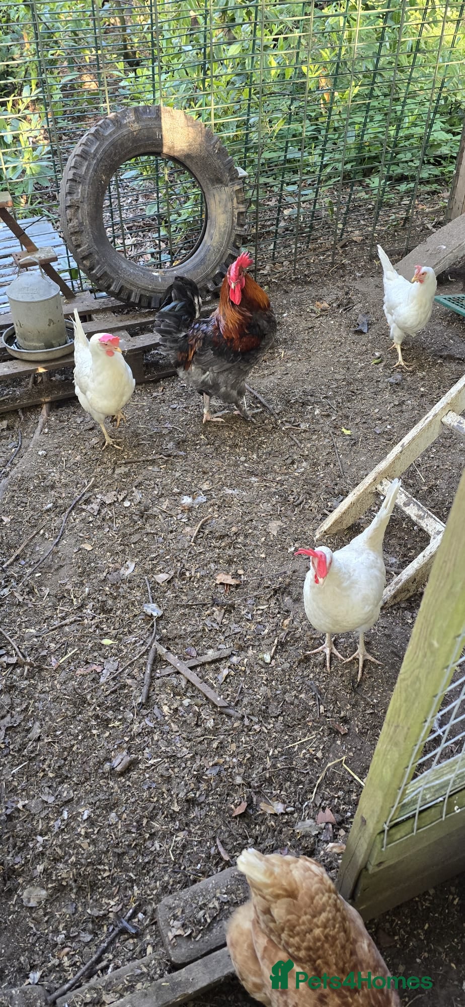 Mixed Breed poultry Point Of Lay Hens - Advert 10