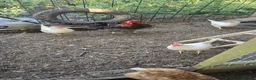 Mixed Breed poultry for sale: Point Of Lay Hens - Advert 1