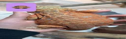 Bearded Dragon reptiles for sale: red leatherback transparent bearded dragon  - Advert 3