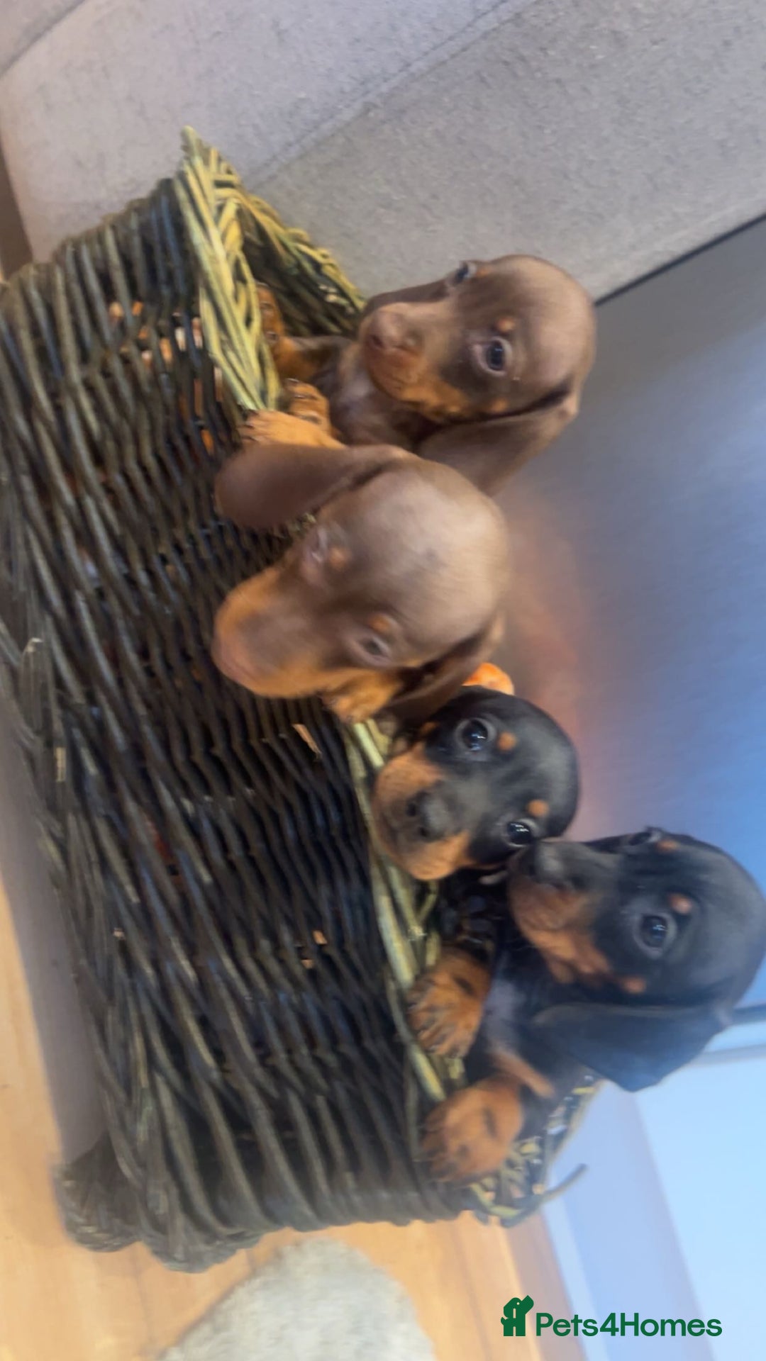 Miniature Dachshund dogs for sale: Minatures dachounds - Advert 4
