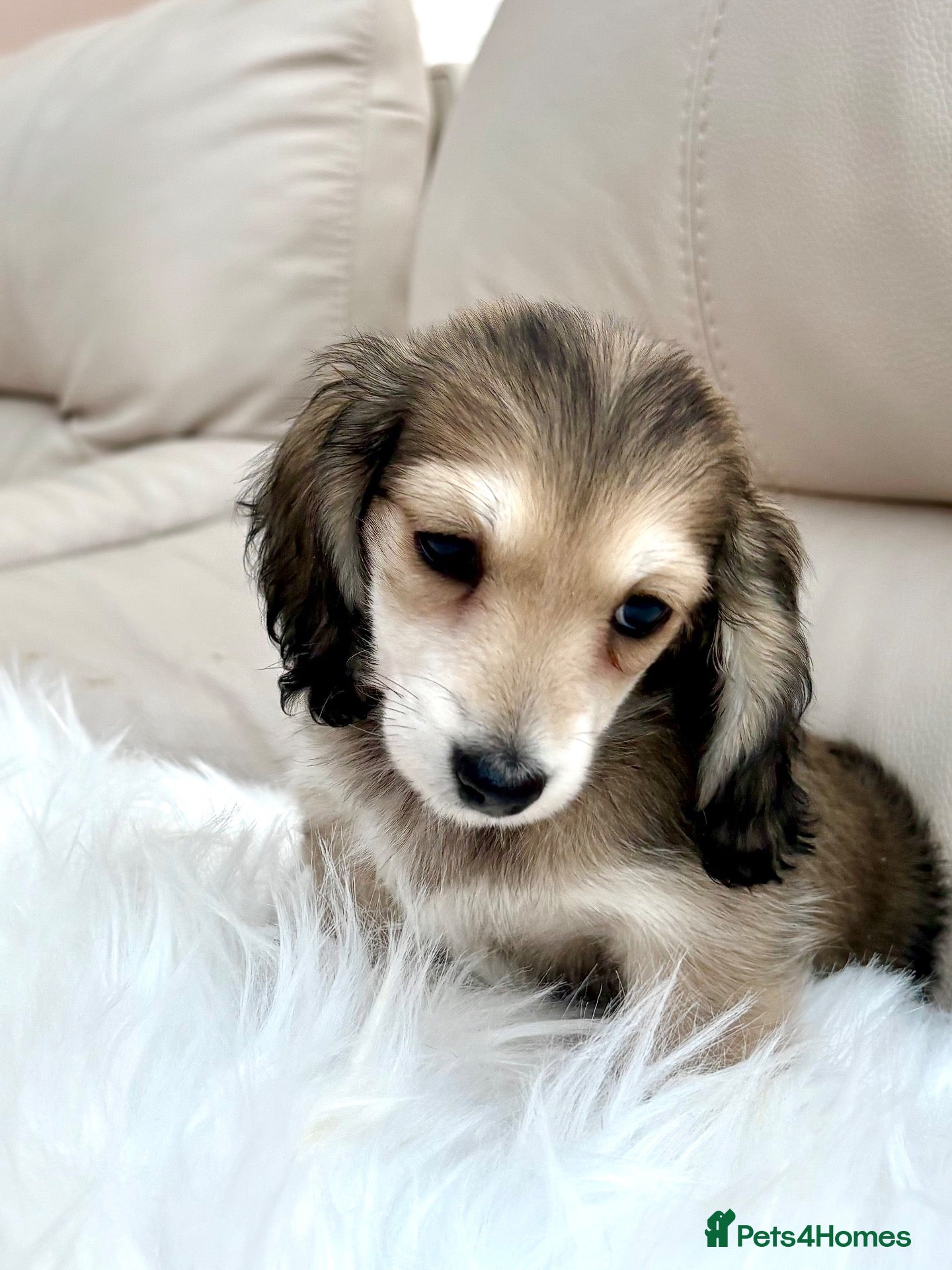 Dachshund dogs for sale: Shaded Cream Long Haired Minature Dachshunds - Advert 1