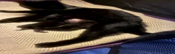 Turkish Angora cats for sale: 🐾 Beautiful Fluffy Kittens – Turkish Angora  - Advert 18