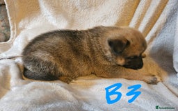 Huskita dogs for sale: Husky x akita puppys - Image 28