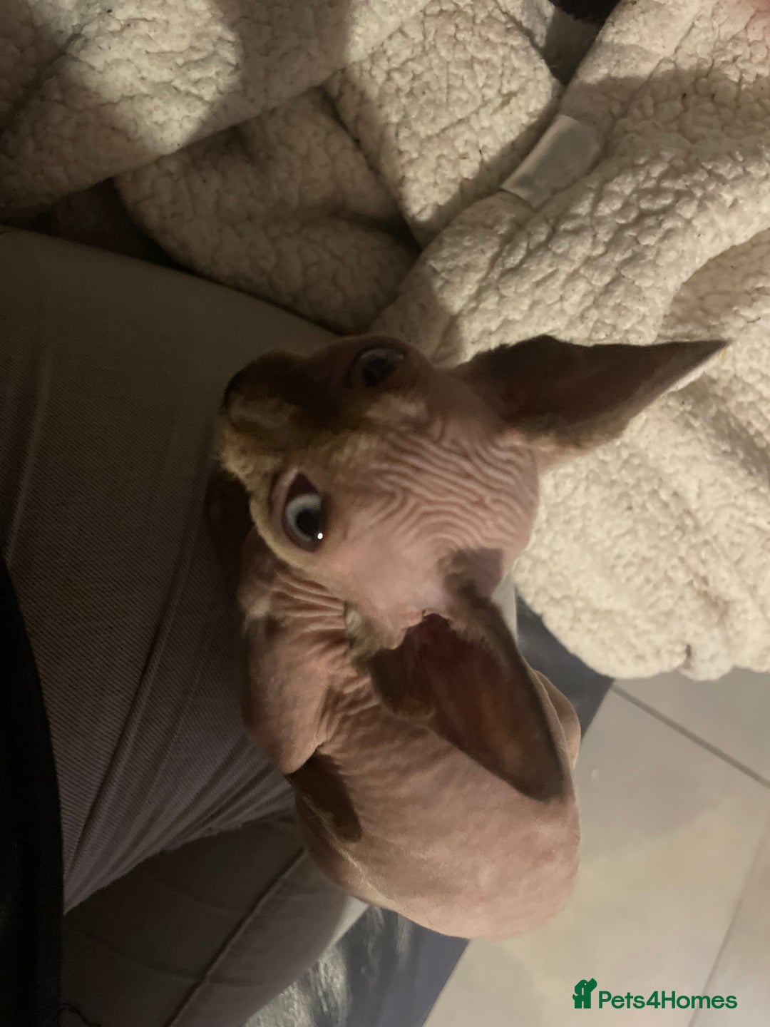 Sphynx cats for sale: Sphynx kittens  - Advert 16