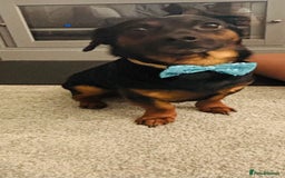 Chiweenie dogs for sale: Chiweenie - Image 2