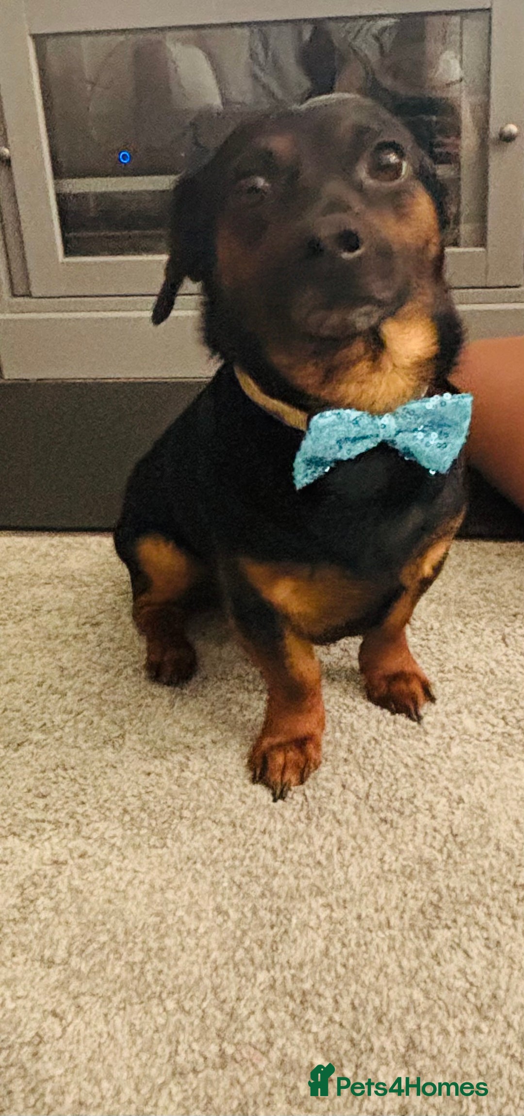 Chiweenie dogs for sale: Chiweenie - Image 2