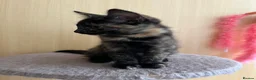 Mixed Breed cats for sale: 5 lovely kittens 🐾 - Advert 21