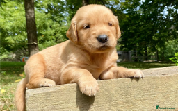Golden Retriever dogs for sale: Beautiful Golden Retriever Puppies – Family Raised - Image 15