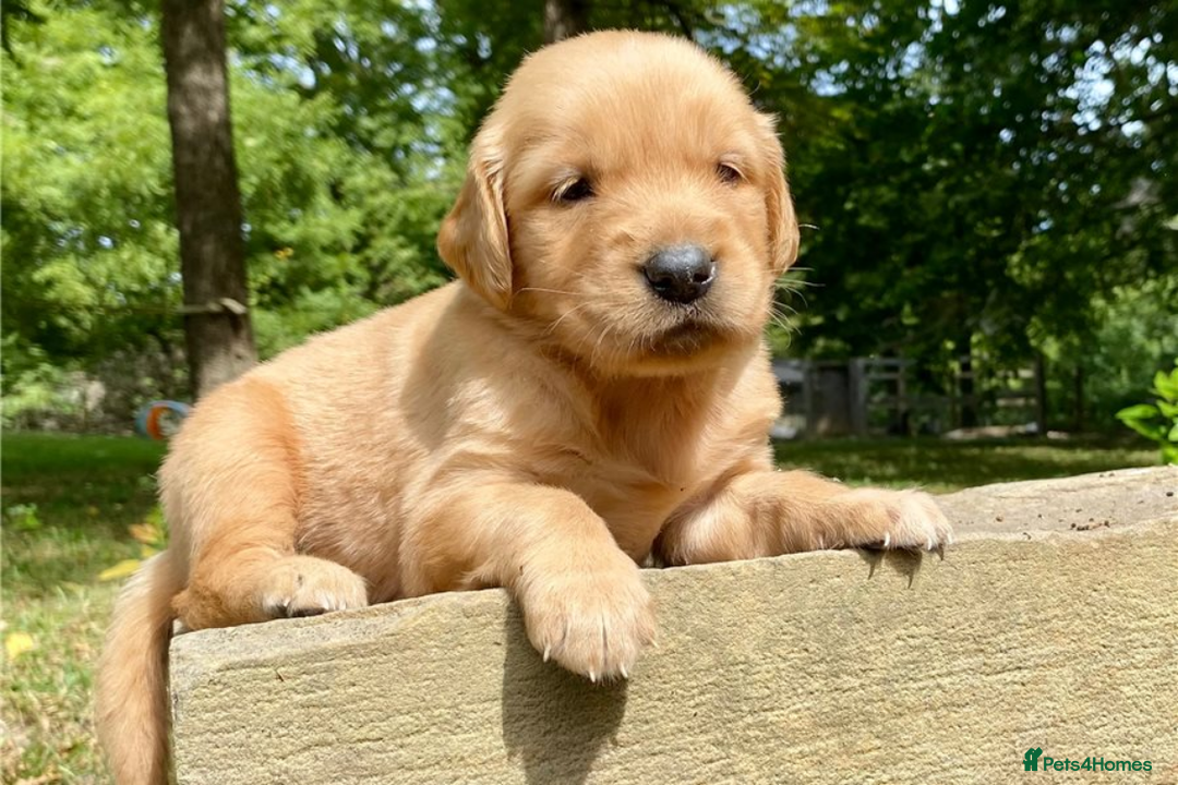 Golden Retriever dogs for sale: Beautiful Golden Retriever Puppies – Family Raised - Image 15