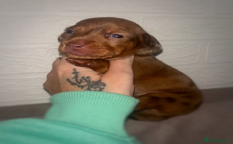 Miniature Dachshund dogs - Advert 3