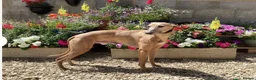 Whippet dogs for sale: Bedlington whippet puppies  in Bridport - Advert 8