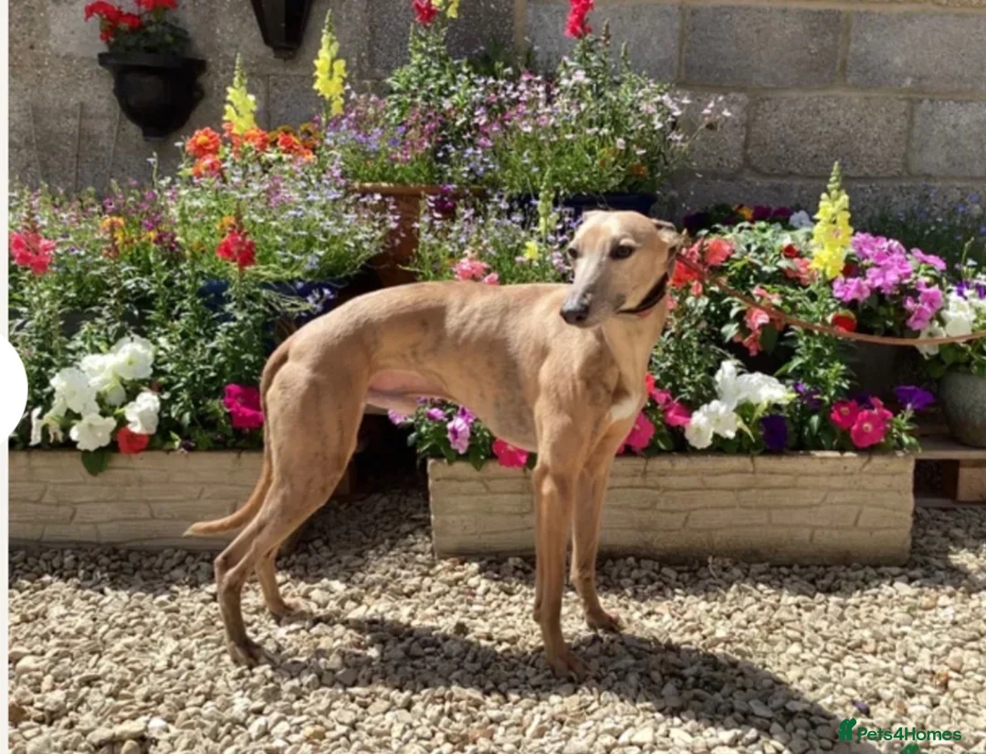 Whippet dogs for sale: Bedlington whippet puppies  in Bridport - Advert 8