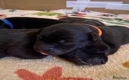 Mixed Breed dogs for sale: Staffy X puppies - Advert 3