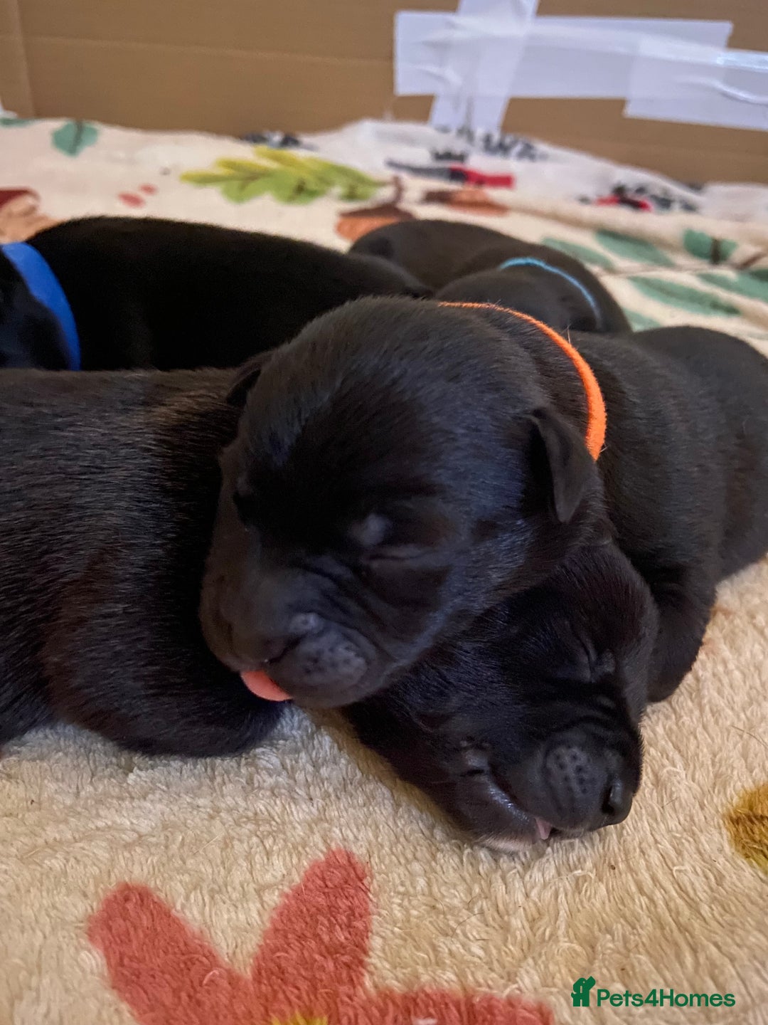 Mixed Breed dogs for sale: Staffy X puppies - Advert 3