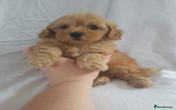 Maltipoo dogs for sale: Maltipoo puppies 5🌟licence breeder  - Image 11