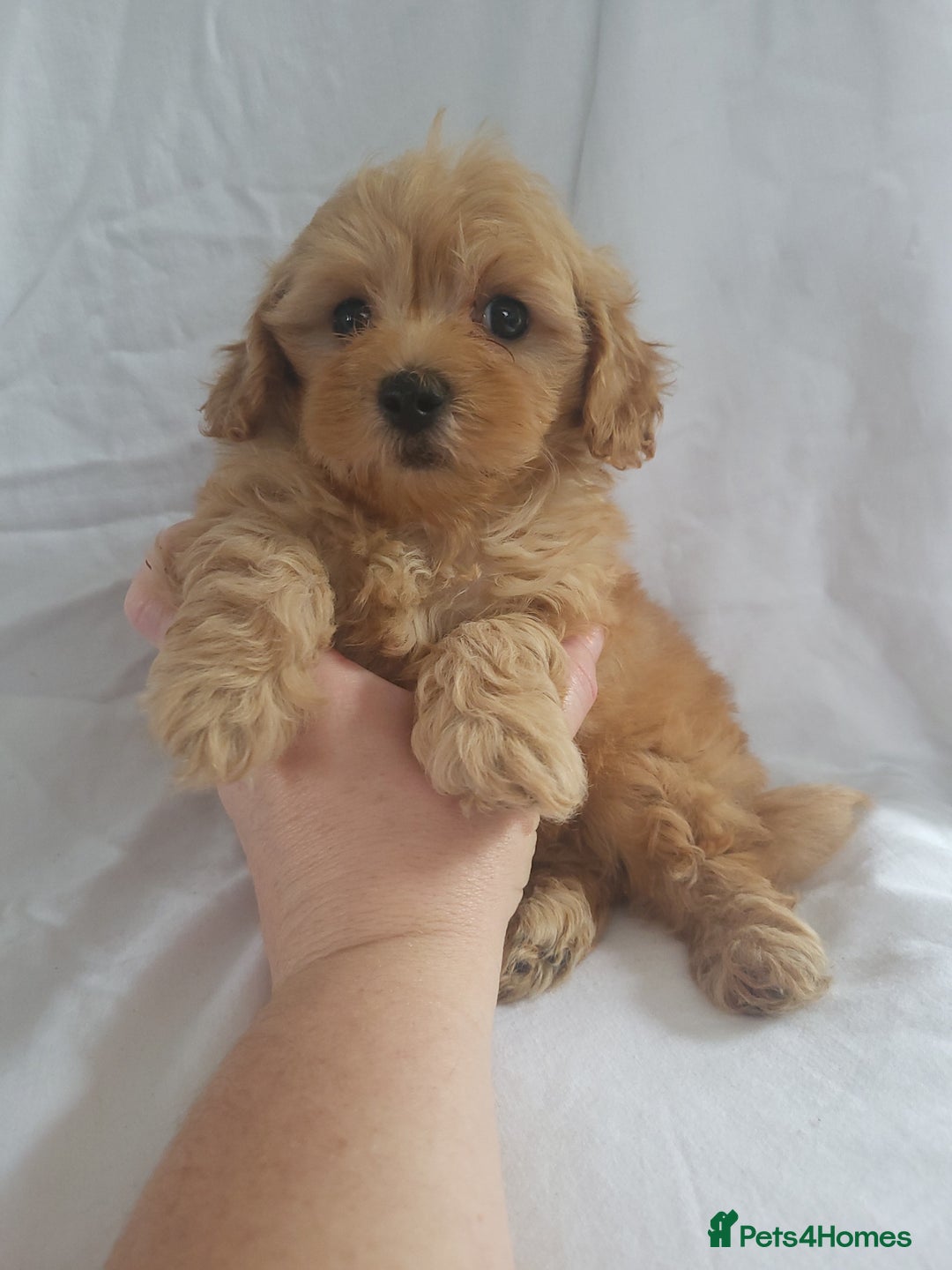 Maltipoo dogs for sale: Maltipoo puppies 5🌟licence breeder  - Image 11