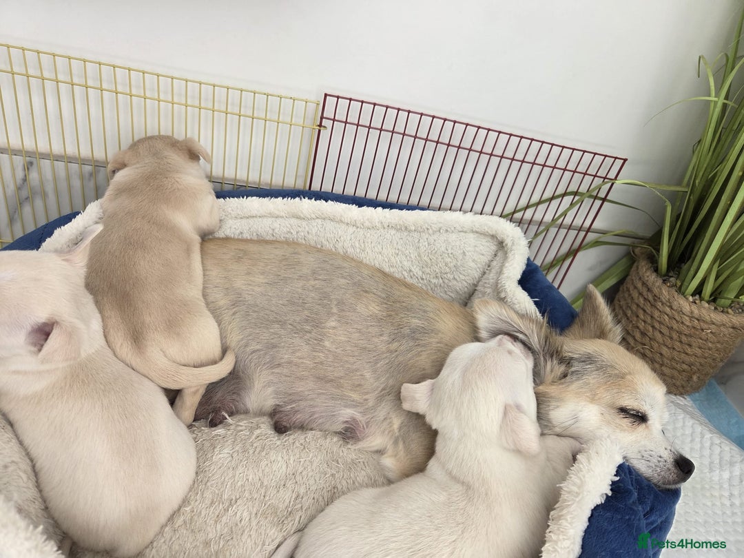 Chihuahua dogs for sale: Chihuahua puppies - Image 15
