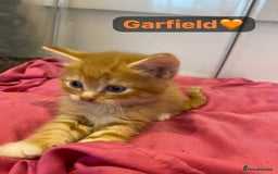 Mixed Breed cats for sale: 7 Beautiful Kittens 🩷💙 - Image 17