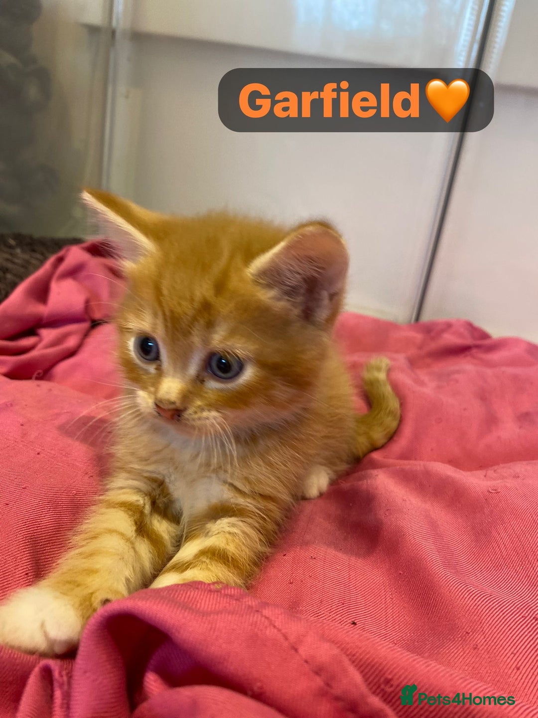 Mixed Breed cats for sale: 7 Beautiful Kittens 🩷💙 - Image 17