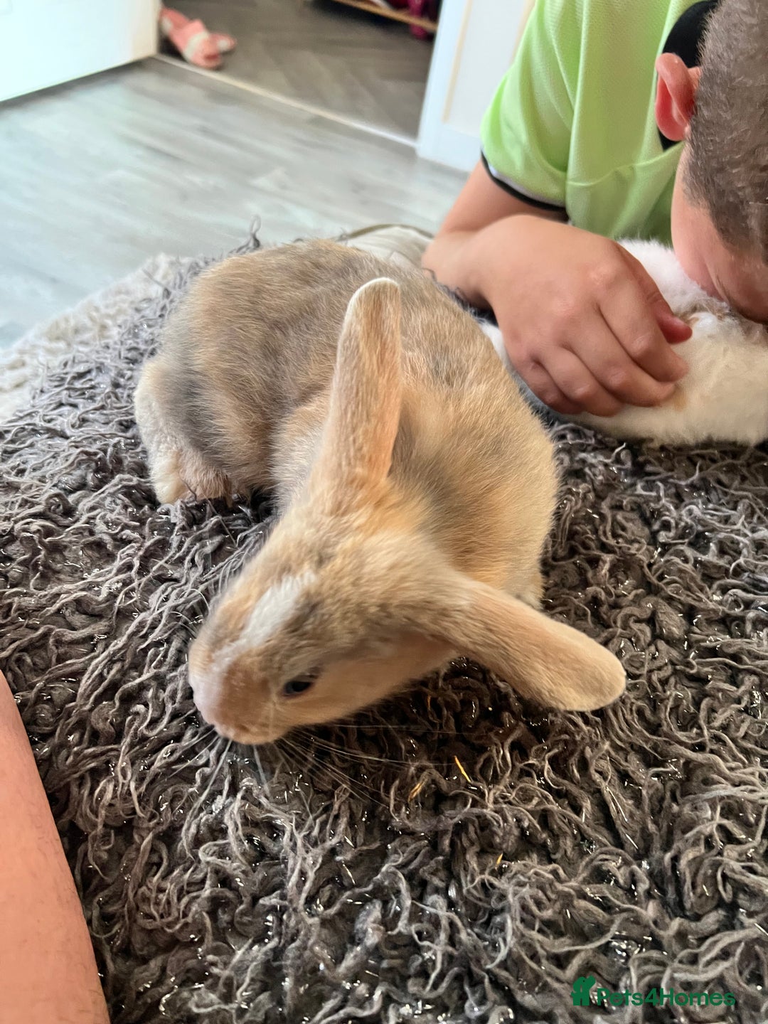 Dwarf Hotot rabbits for sale: Bunnies  in Newark - Image 7